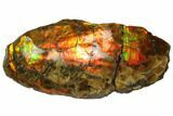 Iridescent Ammolite (Fossil Ammonite Shell) - Alberta, Canada #147253-1